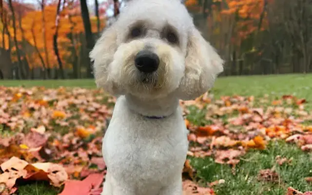 The Pooch Stylist in Weaverville, NC