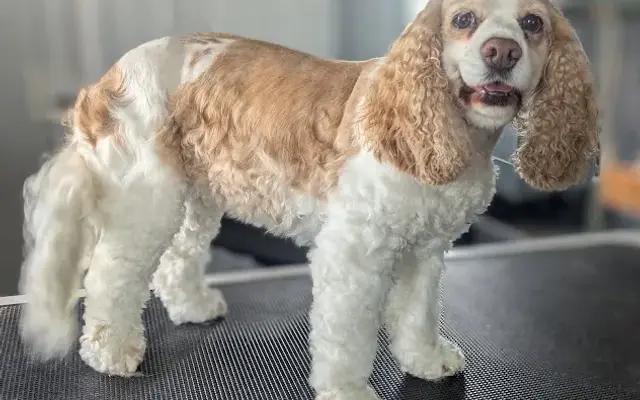 Grooming by Shawnee in Van Horne, IA