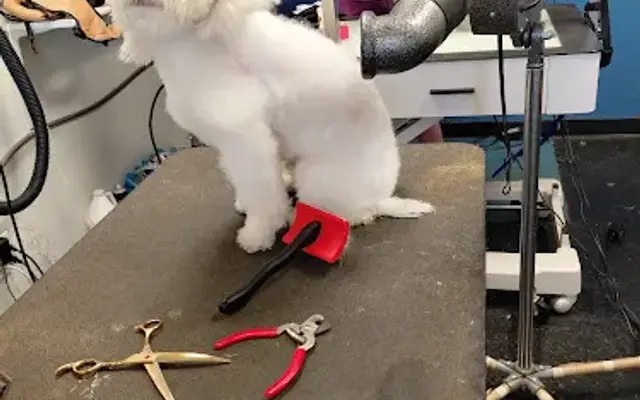 Unique Grooming in San Antonio, TX