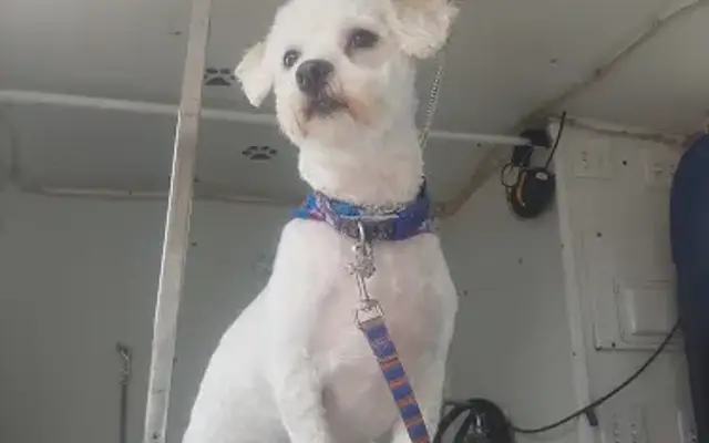 K-9 Dezigns Mobile Pet Grooming in Factoryville, PA