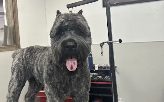 Puffy Tail Grooming in Encino, CA