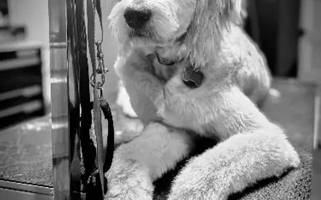 High End Hounds Grooming and Boarding in Counce, TN