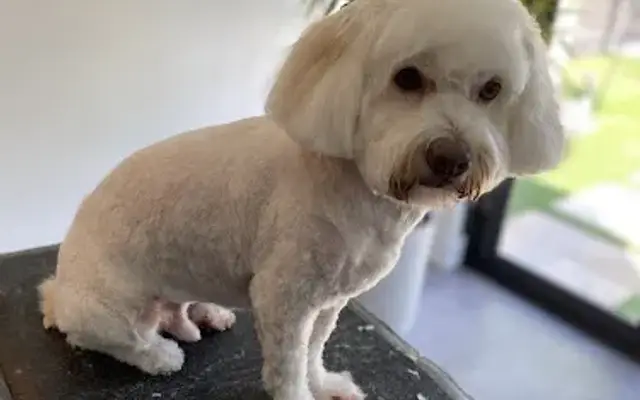 Marley & Kino Pet Grooming in Coconut Creek, FL