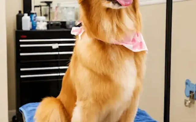 Shampooch Pet Salon in Bonita Springs, FL