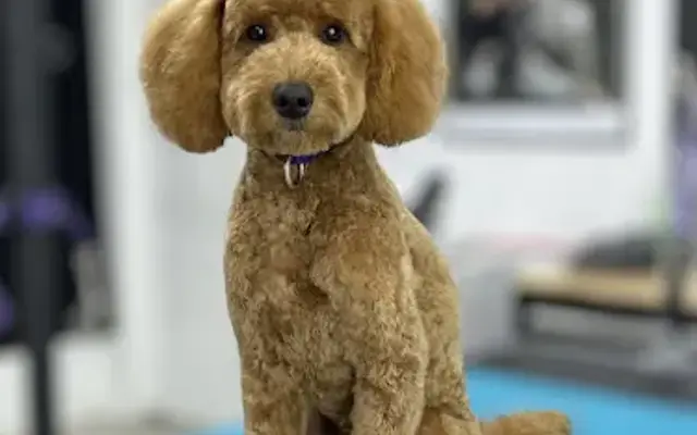 Bones & Bows Pet Grooming in Terrell, TX