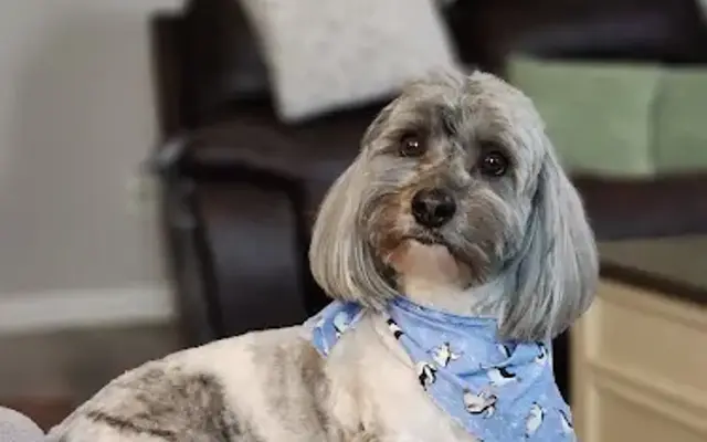 Rock House Grooming in Murrayville, GA