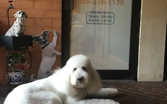 Classy Canine Grooming in Miami, FL