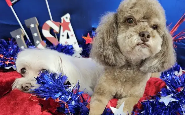 Doggie Stylin K9's in Huntsville, TX