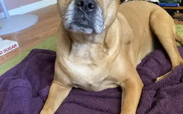 Eustis Veterinary Hospital in Eustis, FL