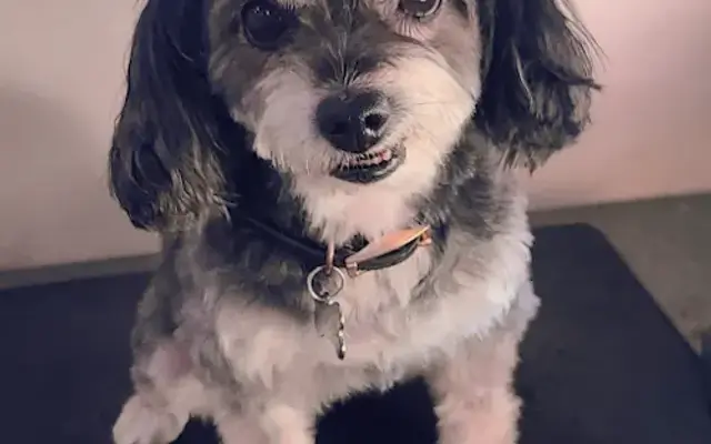 Fritzy's Pet Care Pros in Bellflower, CA