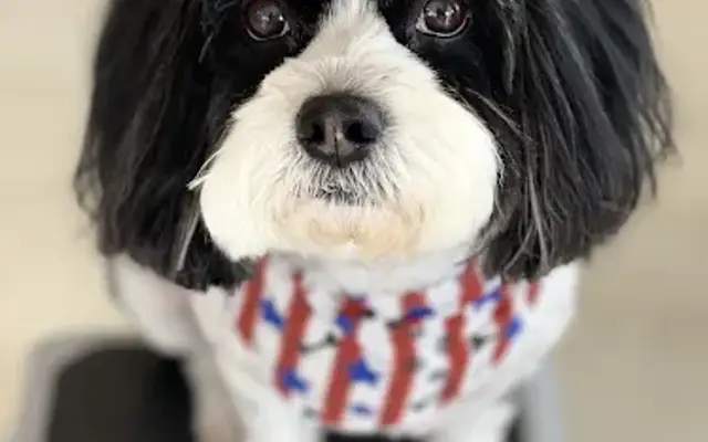 Pet Spa at Villagewalk LLC in Wellington, FL