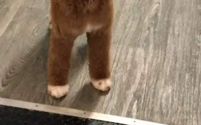 Woof Grooming in Penfield, NY