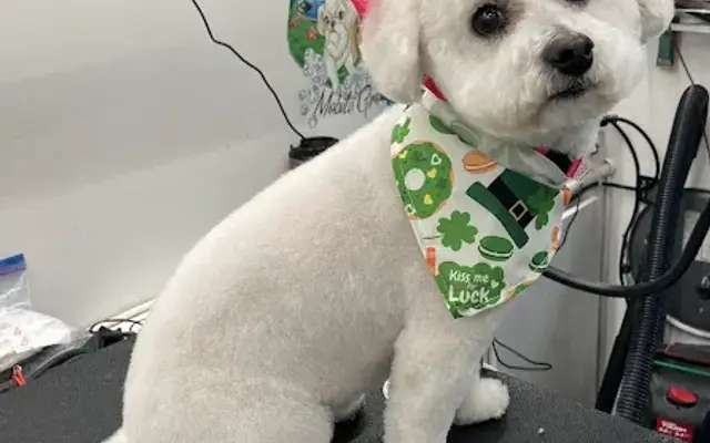 Little River Mobile Grooming LLC in Gainesville, GA