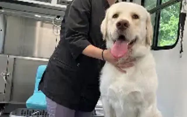 Gracefully Groomed in Midland, NC