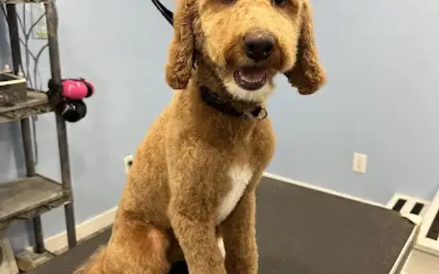 Forevermore K9 Rehabilitation & Grooming in Oconomowoc, WI