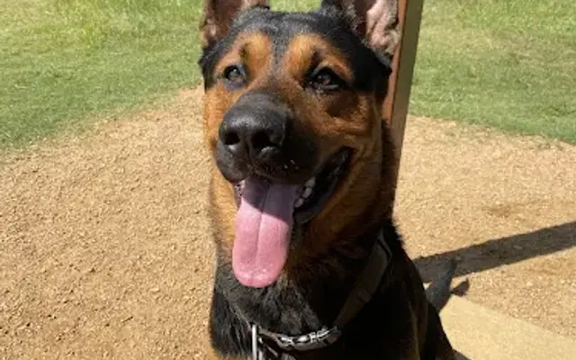 Texas Critter Sitter in Lindale, TX