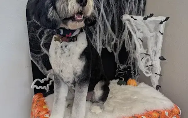 Just Fur Paws in Mission Viejo, CA