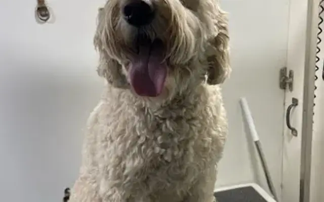 Spotless Groomers - Mobile Pet Grooming in Olathe, KS