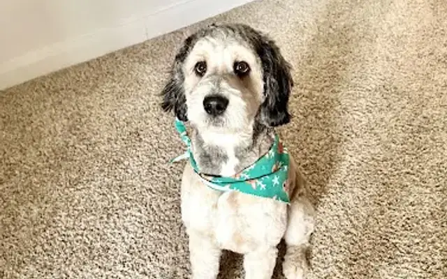 Tropical Paws Dog Grooming in Hurricane, UT