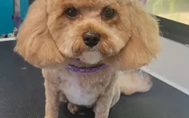 Ohana Pet Spa in Gilbert, AZ