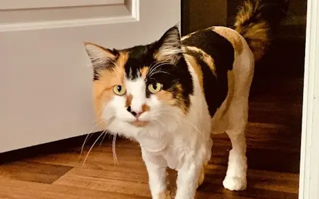 Cat-A-Holic Cats in Port Orange, FL