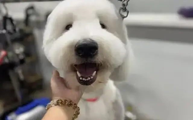 The Pet Barber in Houston, TX