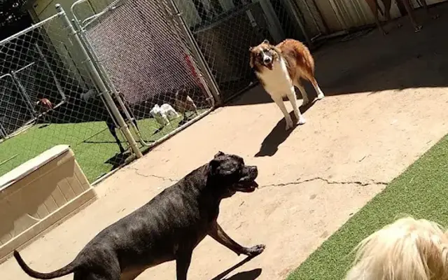 RDU Pet Resort in Raleigh, NC