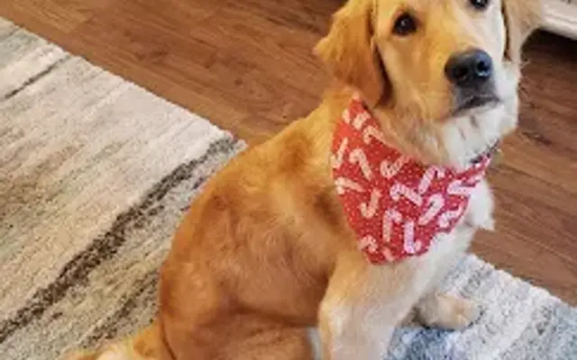 V's Pampered Paws LLC in Hamilton, MI