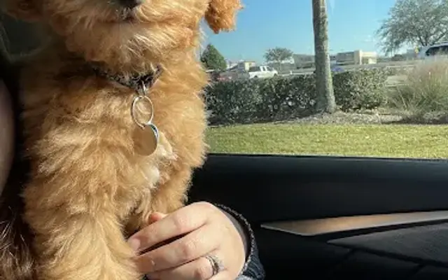 Pet Stop in Rosenberg, TX
