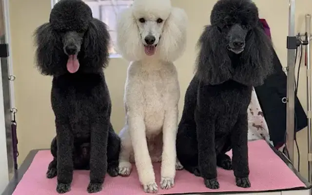 Diana’s Grooming Studio LLC in Cottonwood, AZ