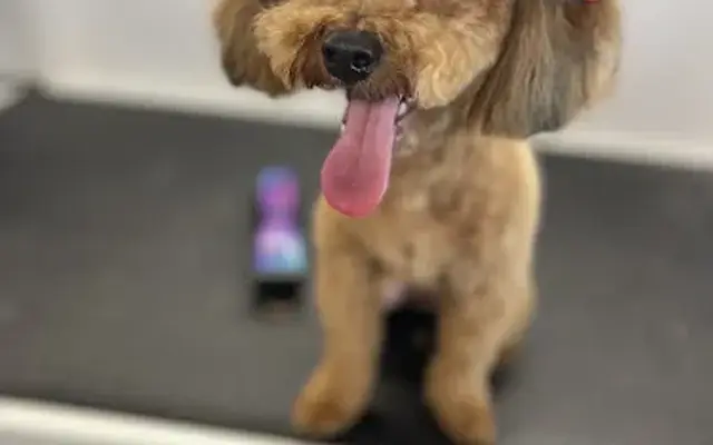 Dirty Paws Groom N Go in Murfreesboro, TN