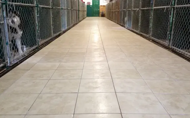 Happy Tails Kennel in Concord, NC