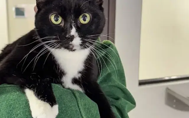 Catbaths.com in Raleigh, NC