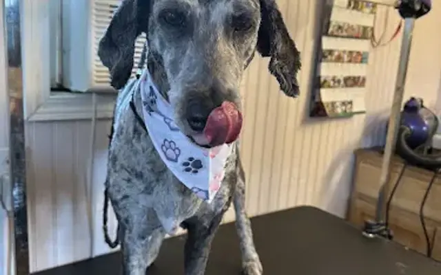 Dog House Grooming LLC in Guyton, GA
