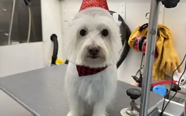 Idaho Luxe Mobile Grooming in Meridian, ID