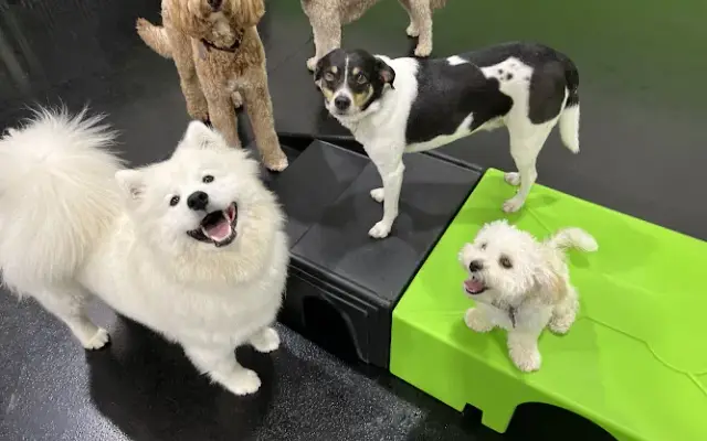 Party Dog Doggie Daycare and Boarding in Oswego, IL