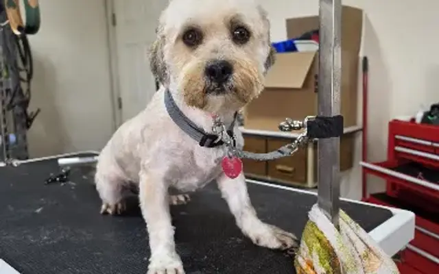 Muddy Mutts Grooming LLC in Fair Grove, MO