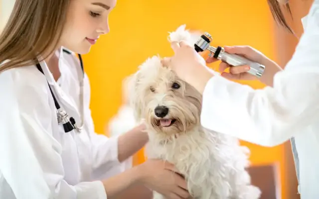 4 Paws Veterinary Hospital in Duffield, VA