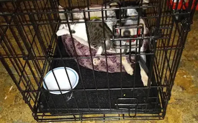 Stephanie's Pet Grooming in Winfield, AL