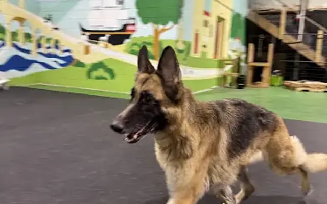 Smart Paws Resort and Training in St. Augustine, FL