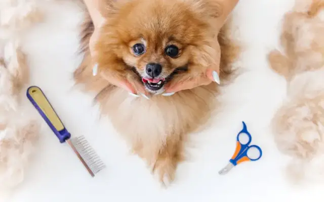 Yuppy Puppy Grooming Salon in DeLand, FL