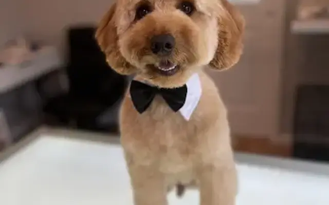Beachview Grooming in Manahawkin, NJ