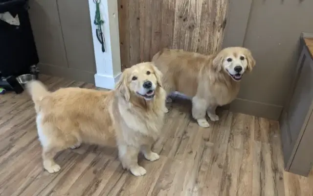 Pawsh Pups in Greenland, NH