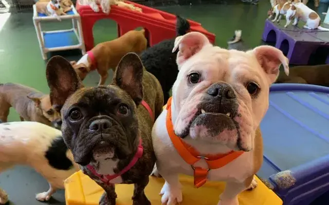 Dogtopia of Miramar in San Diego, CA