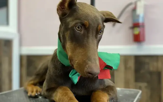 Ladies Pet Grooming in Glendora, CA