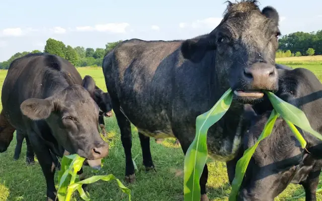 Erica Schieber, DVM at Bucyrus Veterinary Services in Bucyrus, OH