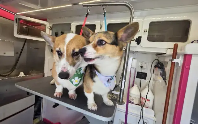 Aj's Furry Friends Mobile Pet Grooming (Northwest Indiana) in Portage, IN