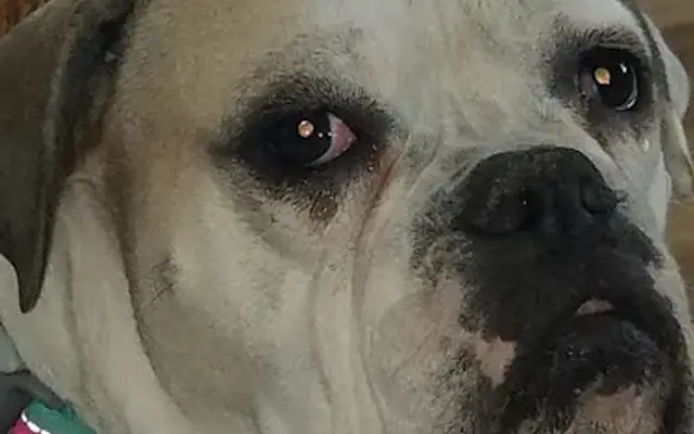 Jane's Pampered Pet Dog Hotel in Quincy, IL