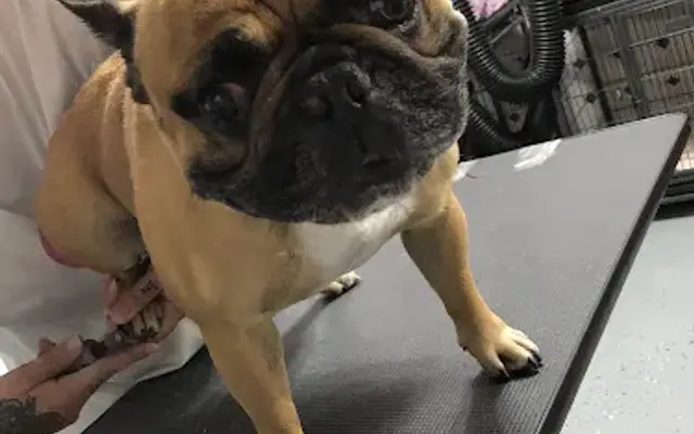 Bobbies Dog Grooming Garage Spanaway in Spanaway, WA