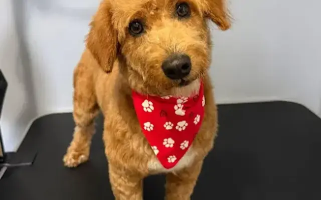 Fetch & Fresh Dog Grooming in Munfordville, KY